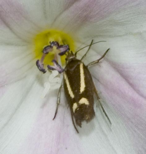 Scythris heinemanni