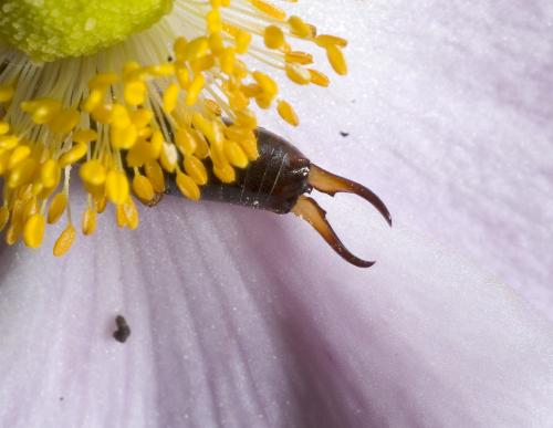 Forficula auricularia