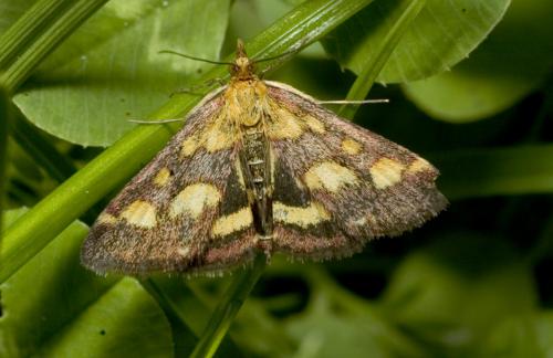 Réf. 12 817 : Pyrausta purpuralis