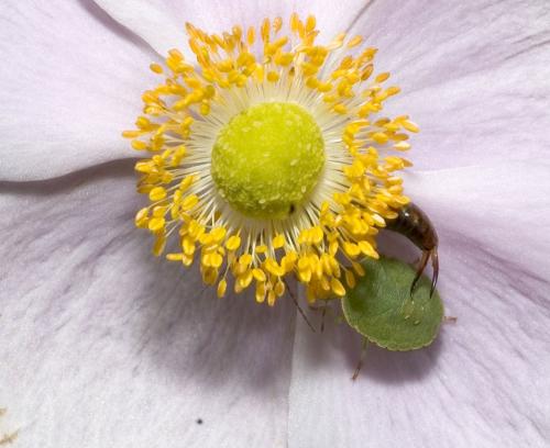 Forficula auricularia