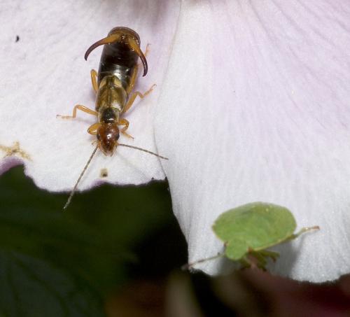 Forficula auricularia