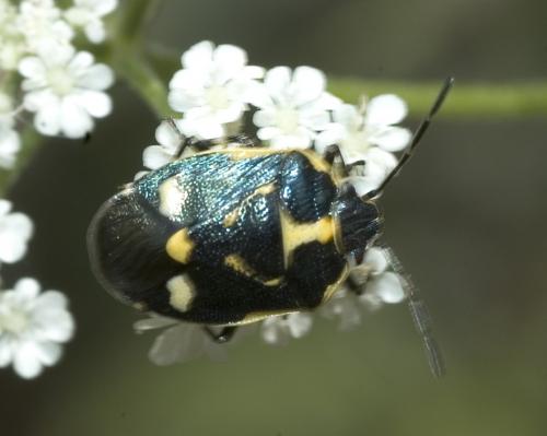 Eurydema oleracea