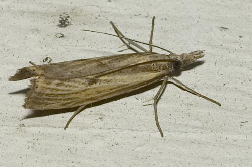 Réf. 12 954 : Agriphila inquinatella