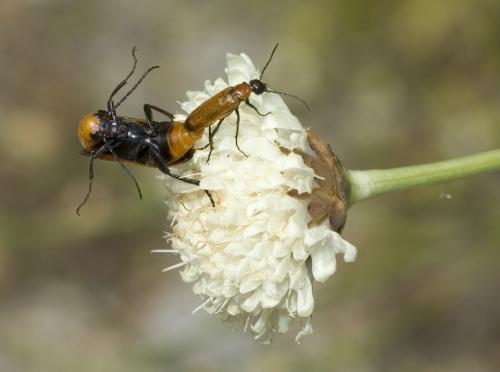 Réf. 12 129 : Zonitis flava
