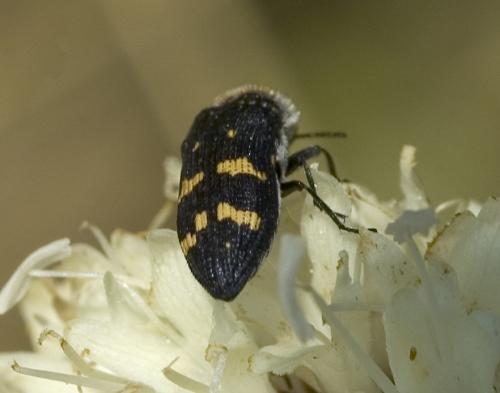 Acmaeoderella flavofasciata