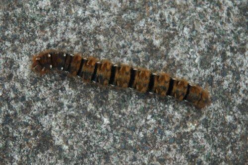 Lasiocampa quercus
