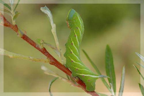 Smerinthus ocellata