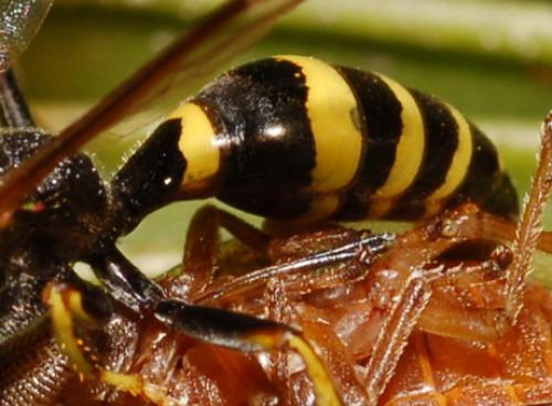 Gorytes laticinctus