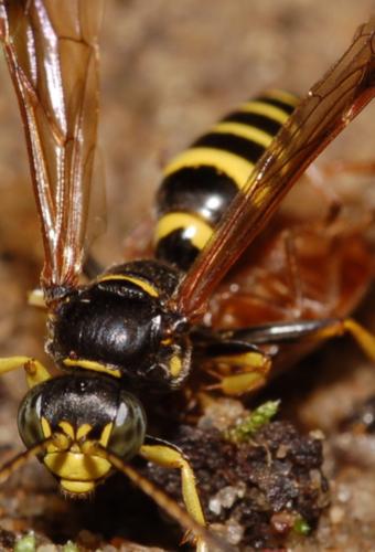 Gorytes laticinctus