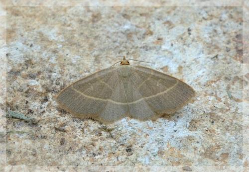 Trisateles emortualis