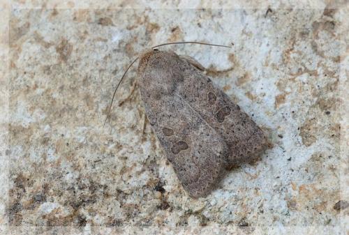 Réf. 12 990 : Hoplodrina hesperica
