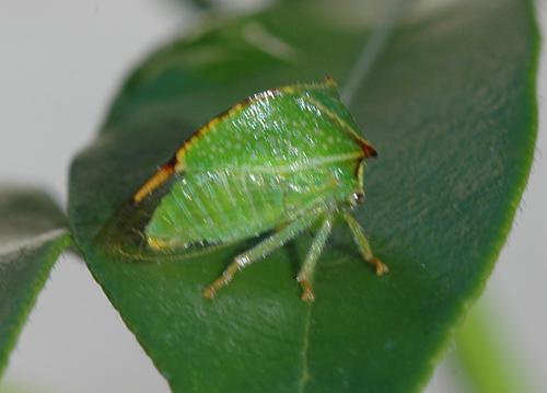 Stictocephala bisonia