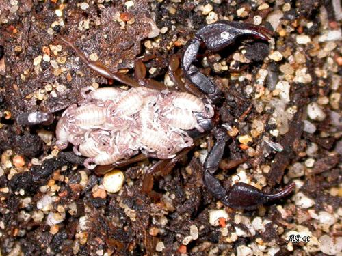 Euscorpius concinnus