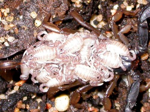 Euscorpius concinnus