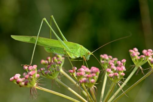 Réf. 12 502 : Phaneroptera falcata