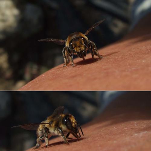 Megachile sp.