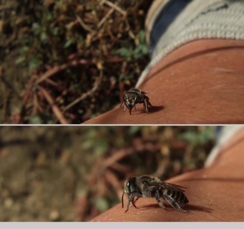 Megachile sp.