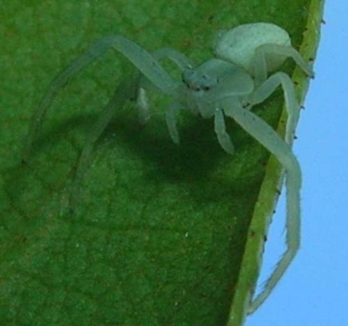 Misumena vatia