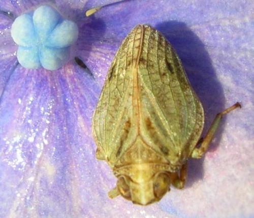 Issus coleoptratus