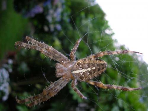 Araneus diadematus
