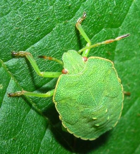 Palomena prasina