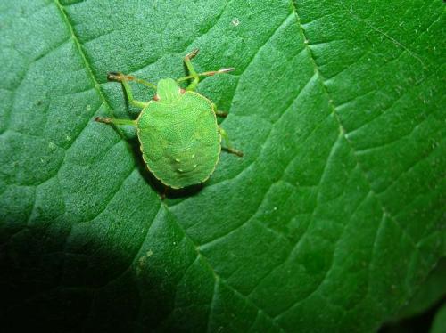 Palomena prasina