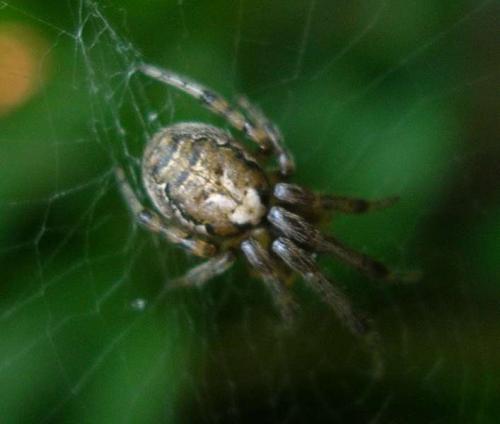 Zygiella sp.