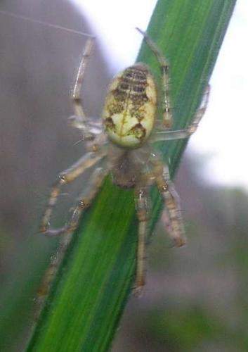 Metellina sp.