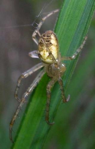 Metellina sp.