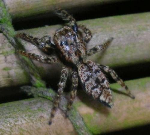 Marpissa muscosa