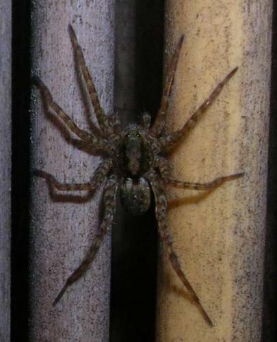 Pardosa sp.