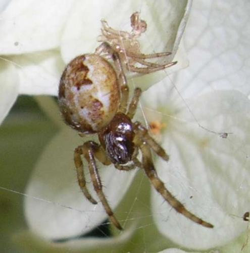 Larinioides sclopetarius