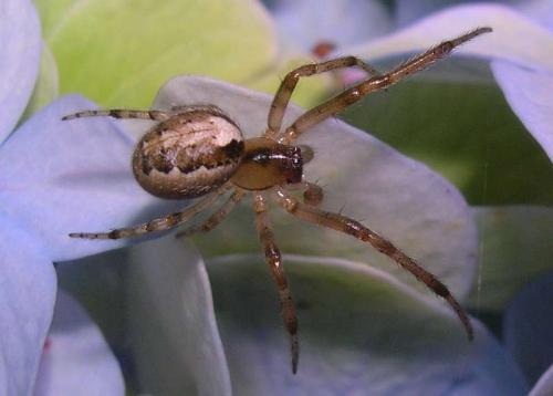 Zygiella sp.