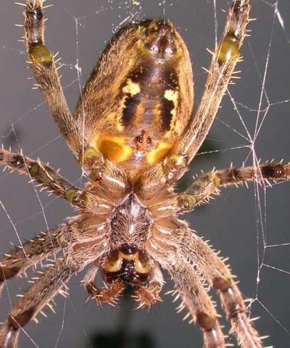 Araneus diadematus