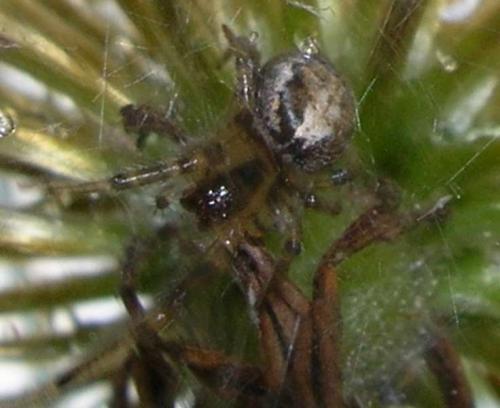 Zygiella sp.