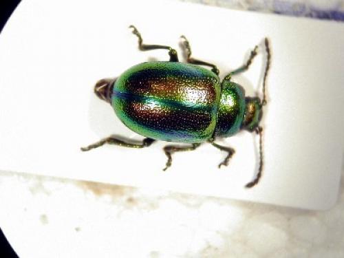 Chrysolina fastuosa