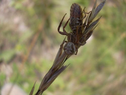 Xysticus sp.