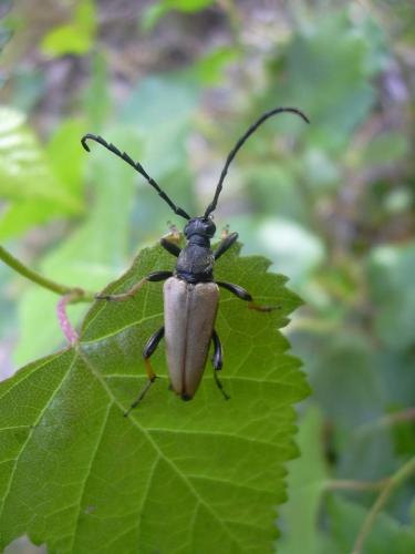 Stictoleptura rubra