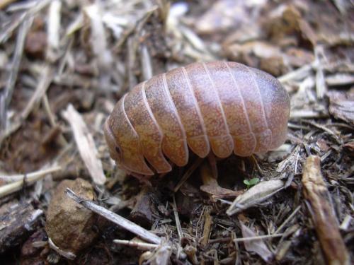 Helleria brevicornis