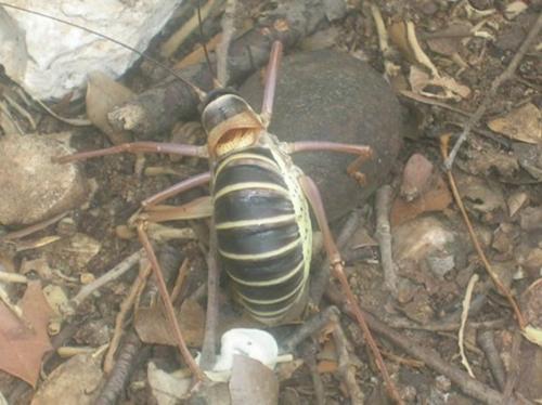 Ephippiger diurnus diurnus