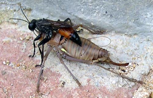 Réf. 12 001 : Palmodes occitanicus