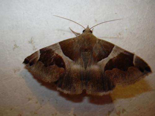 Réf. 12 441 : Dysgonia algira