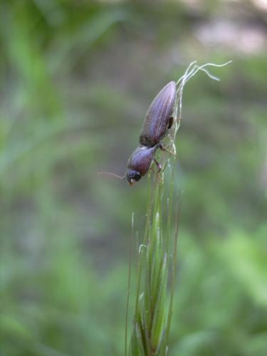 Agriotes lineatus