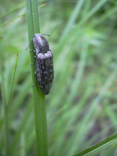 Actenicerus sjaelandicus