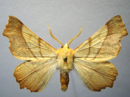 Réf. 12 866 : Ennomos fuscantaria