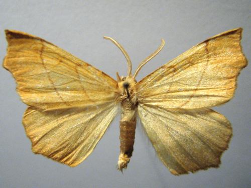 Réf. 12 862 : Ennomos quercinaria