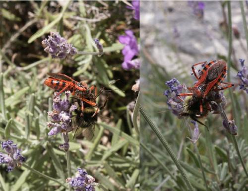 Rhynocoris sp.