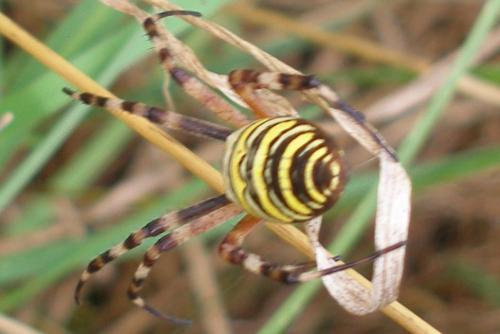 Argiope bruennichi