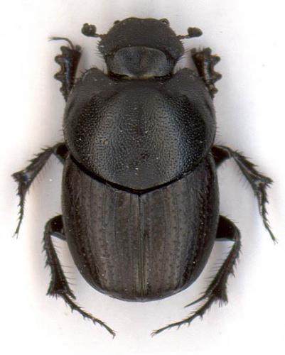 Euonthophagus crocatus