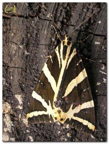 Réf. 12 091 : Euplagia quadripunctaria